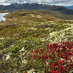 Modern And Cozy Mountain - Panoramic View! * Torvetjørn