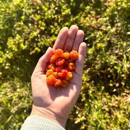 Modern And Cozy Mountain - Panoramic View! * Torvetjørn